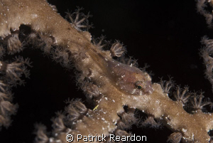 Cling-fish on a gorgonian.  4 mm or less in length.  Niko... by Patrick Reardon 
